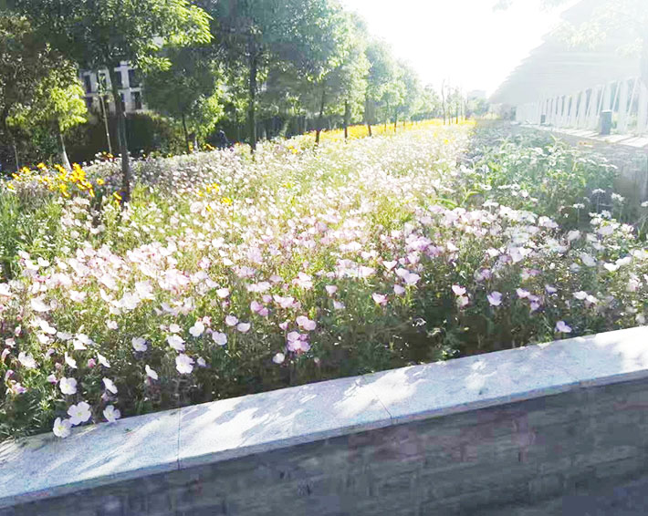 園林綠化的這些好處，你知道嗎？