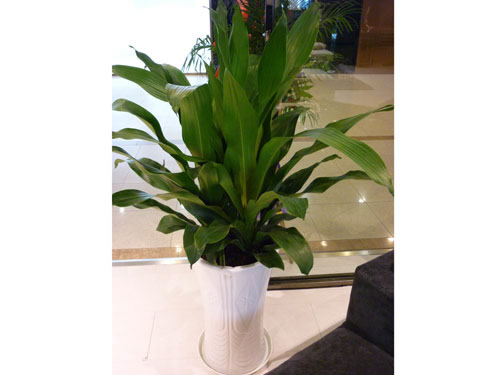 養(yǎng)護(hù)公司如何對(duì)花卉租賃進(jìn)行養(yǎng)護(hù)，有什么好處?