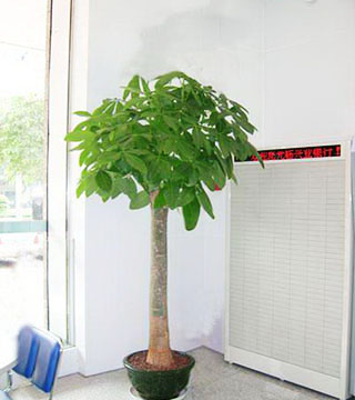 蘇州花卉租賃有什么好處？