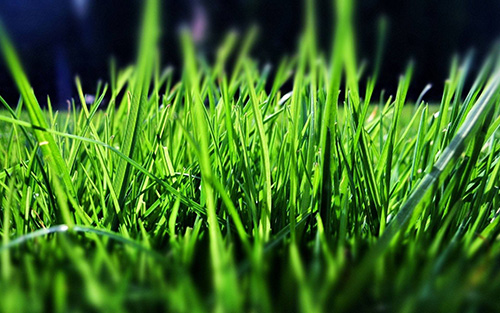 綠色，中國高質(zhì)量發(fā)展的動人色彩