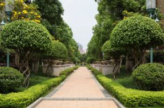 蘇州綠化養(yǎng)護公司-綠化養(yǎng)護服務方案